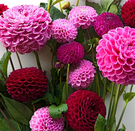 How To Plant Grow And Care For Dahlias Midwest Living