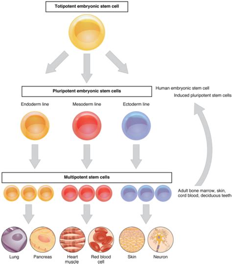 Maybe you would like to learn more about one of these? Difference Between Totipotent and Pluripotent | Definition ...