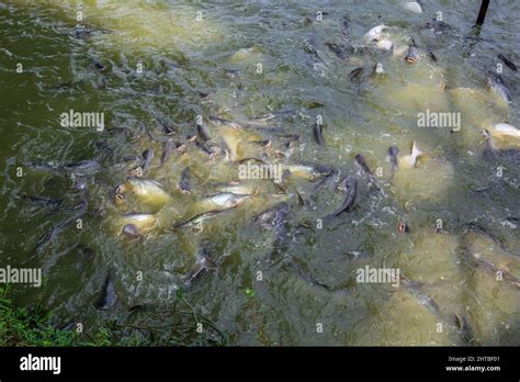 Pangasius Fish Or Vietnamese Catfish Are Scrambling To Eat In A Farming