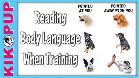 How To Read Your Dogs Body Language When Training Dog Trainer Hq