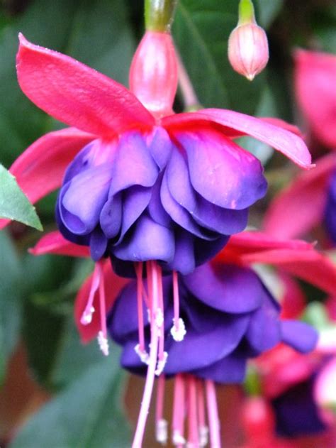 We did not find results for: Fuchsia Dollar Princess, for the perfect big and bold ...