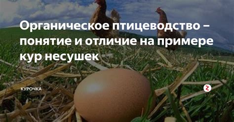Органическое птицеводство – понятие и отличие на примере кур несушек ...