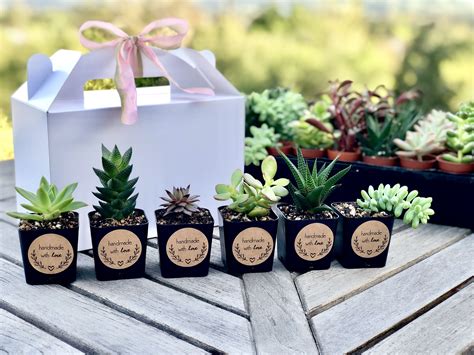 Blessed with gift that is very close to my soul and you are the only a colleague who can understand my heart and can gift which can thank you for the adorable gift! Succulent Gift Box - Thank You Gift - Birthday Gift - Get ...