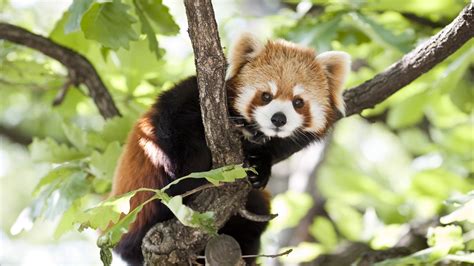 Virginia Zoo Is Auctioning Off The Chance To Name Its New Red Panda