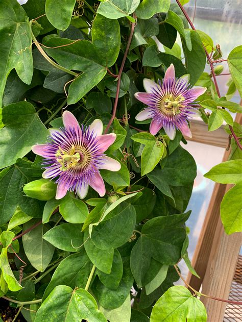 Passion Flower Vines in Bend at Tumalo Garden Market