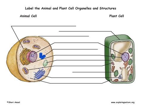 Most cells are very small; Labelled Animal and Plant Cell