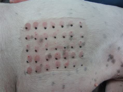 Dermatite nel cane e prurito è allergico Amica Veterinaria