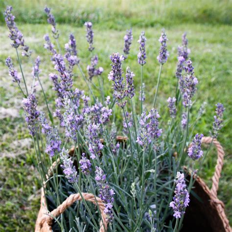 Lavandula X Intermedia Lavender Sensational® White Flower Farm