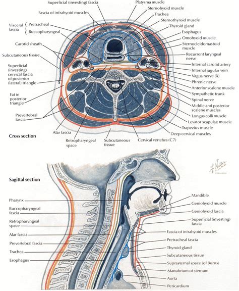 Netter 030 Crosssagittal View Anatomy Of The Neck Anatomy And