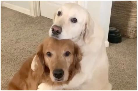 Two Dogs Hugging Animal Hugging Wholesome Dog Rfreshmemetemplates