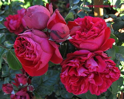 Plantfiles Pictures Large Flowered Climbing Rose Romantica Rose Red