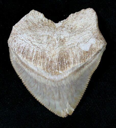 Large Squalicorax Crow Shark Fossil Tooth 19274 For Sale