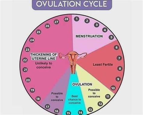 Confused If Irregular Cycles Lead To Infertility Heres What Infertility Specialist Has To Say