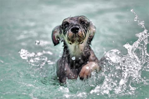 Free Images Water Outdoor Wet Animal Cute Canine Swim Pet Fur