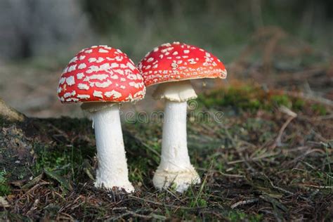 Two Toadstools Red White Poisonous Mushrooms Stock Image Image Of