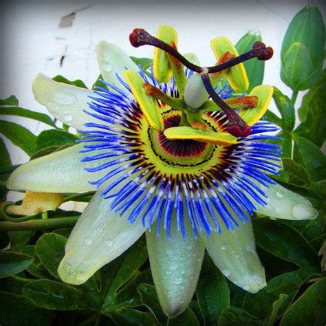 Blue Passionflower 22 Insanely Cool Conversation Piece Plants For