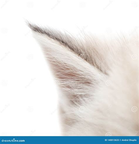 Little Kitten S Ear Isolated On White Background Stock Image Image Of