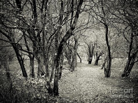 Enchanted Path Autumn Photograph By Robert Gardner