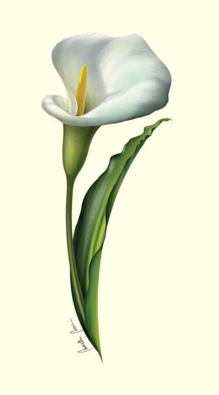 Flowers Drawing Design Calla Lilies 50 Ideas Flower Drawing Design