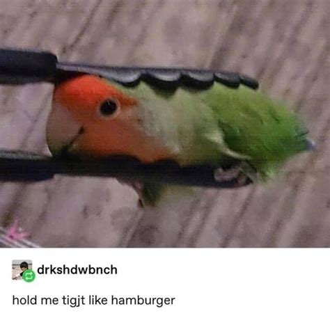 20 Lighthearted Silly Billy Birb Memes To Delight Bird Lovers Everywhere