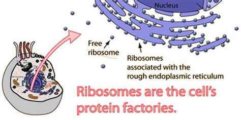 Ribosome Definition With Structure And Function Qs Study