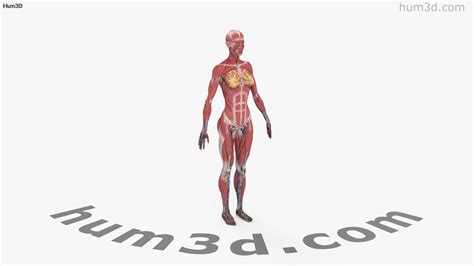 360 View Of Complete Female Anatomy 3d Model Hum3d Store