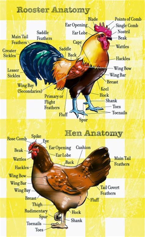 Now a team of physicists from the university of queensland and the néel institute has shown that the chicken and the egg can both come first. 101 Proofs For God: #82 The Chicken Or The Egg