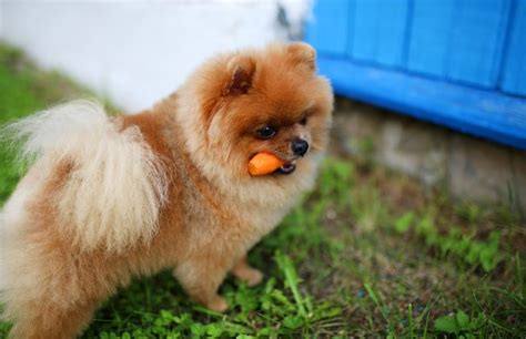 What Can Pomeranians Eat That Is Human Food Teacup Pomeranian