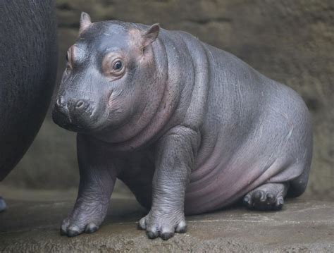 15 Bebés Hipopótamo Para Celebrar Su Día Erizos
