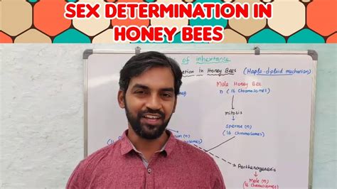 Sex Determination In Honey Bees Senthilnathan Youtube