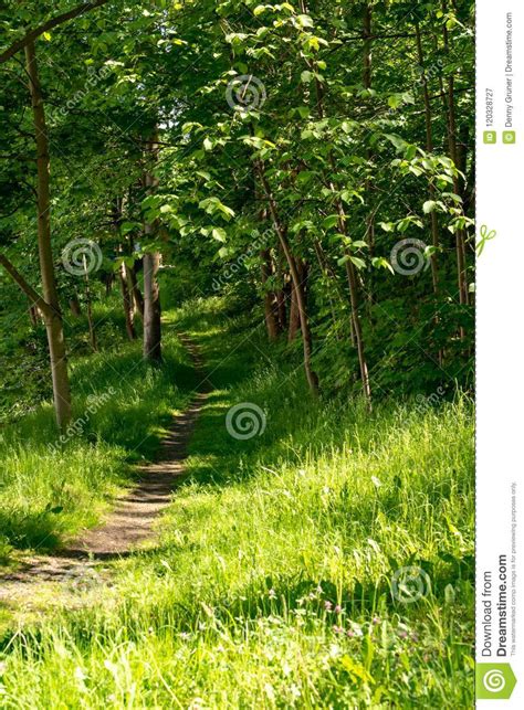 Wandern Des Pfades Durch Einen Wald Stockbild Bild Von Landschaft
