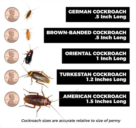 Roach Pest Control And Cockroach Service San Diego Los Angeles Riverside San Bernardino Orange