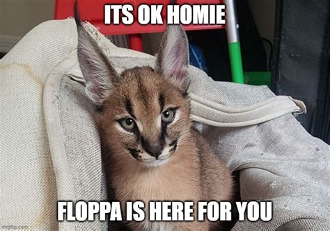 Floppa Is Here Imgflip