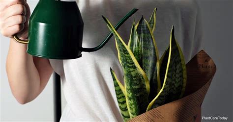 Watering Snake Plants How Often To Water Snake Plants