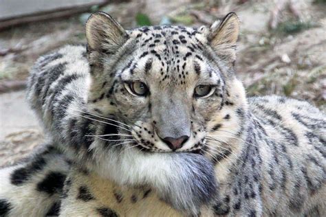 Snow Leopards Love Nomming On Their Fluffy Tails 12 Pics Bored Panda
