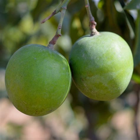 Mangoes in the philippines is the mango, the country's national fruit is considered as one of the finest in the world. Mango Royal Special (Grafted)- Fruit Plants & Tree ...
