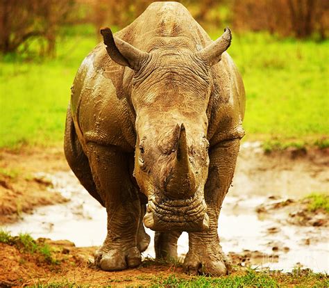 Huge South African Rhino Photograph By Anna Om Pixels