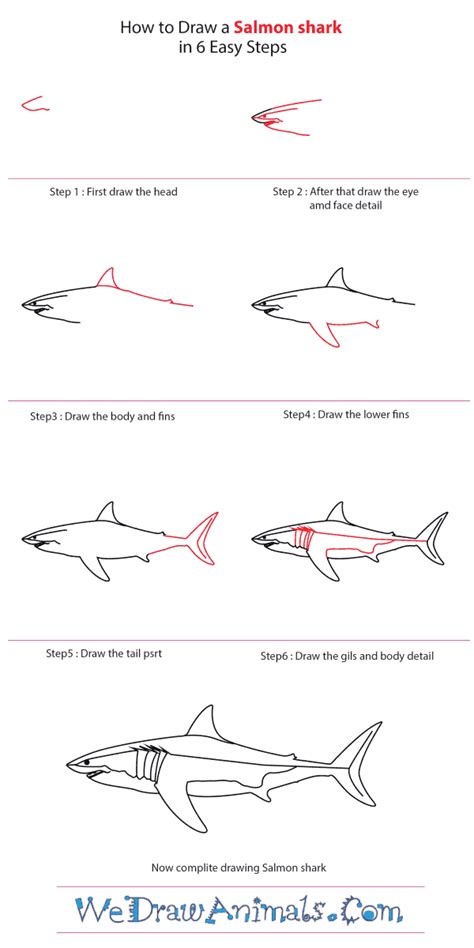 How to draw a salmon fish easy. How to Draw a Salmon Shark