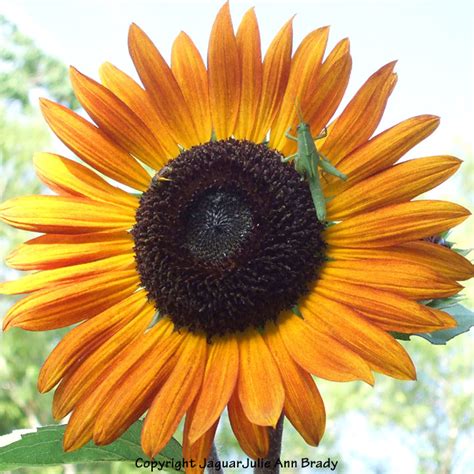 Julie Ann Brady Blog On Insects And Critters In My Sunflower Garden