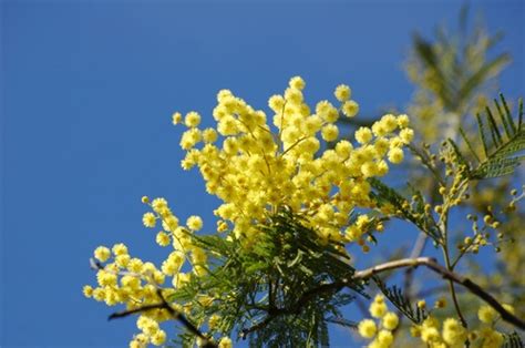 Yellow Mimosa Flowers Stock Photo 02 Free Download