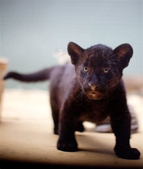 149 Best Images About Black Jaguar