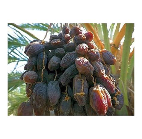 1 Seedling Of Medjool Date Palm Tree From Very Sweet Nutritious Dates