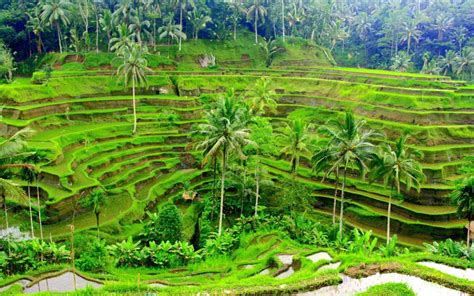 The Bali Bible Tegallalang Rice Terrace