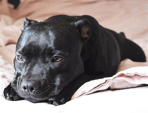 Beautiful Black Staffy Pitbull Pitbullpuppies Staffy Dog Black