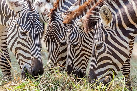 The cause of the breakup of the family can only be the death of the leader or the expulsion of his younger challenger. What Do Zebras Eat? - WorldAtlas