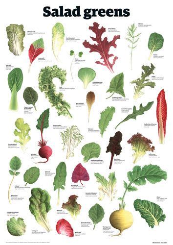 Salad leaves are lettuce leaves and leafy herbs, plants and shoots that are used in salads. 38 best images about afiches on Pinterest | Garden insects ...