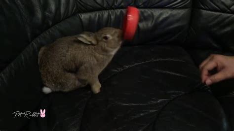 some bunny is rejecting treats and throwing tantrums youtube