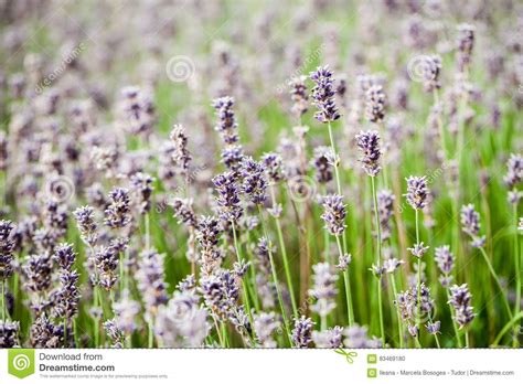 Beautiful Colorful Lavender Field Stock Photo Image Of Floral
