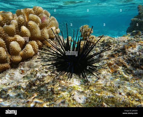 Coral Reef Sea Urchin