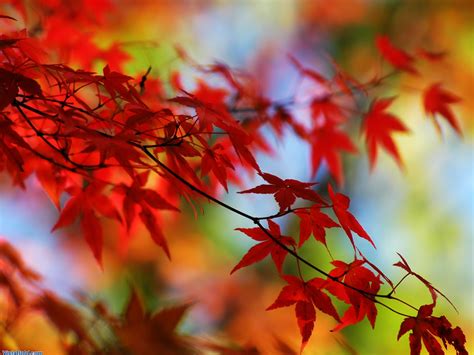 Beautiful Autumn Seoson Hd Wallpapers For Pc Songs By Lyrics